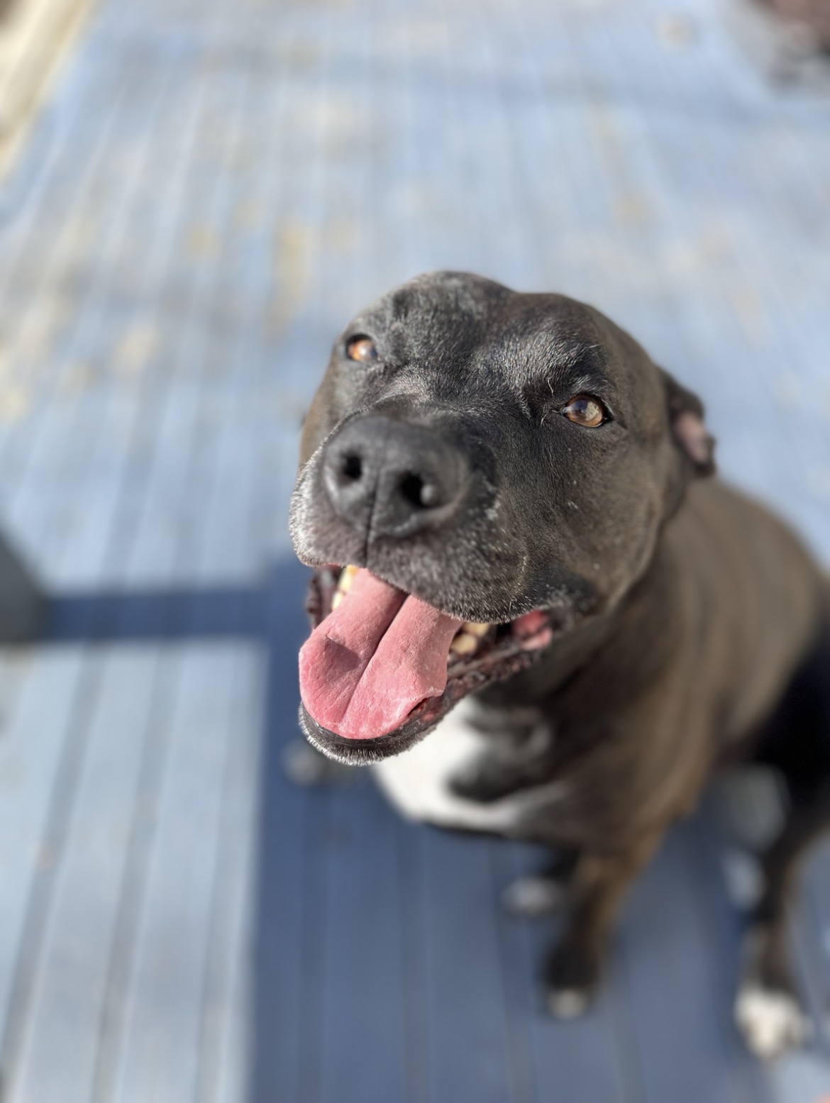 Sparky smiling up at the camera with her tongue out on a sunny deck