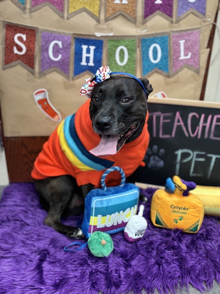 Sparky wearing a colorful sweater and bow
